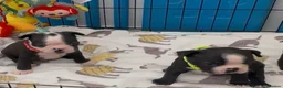 Boston Terrier dogs for sale: Boston Terrier Puppies KC Reg Oustanding Litter - Advert 13
