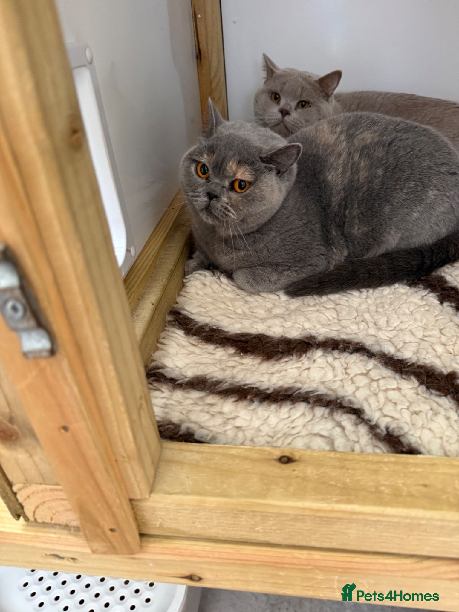 British Shorthair cats British shorthair  - Advert 2