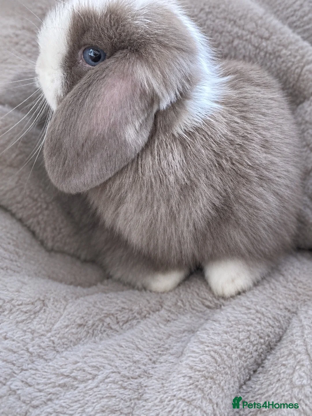 Mini Lop rabbits for sale: Beautiful Baby Mini Lop Rabbits  in Nottingham - Advert 1