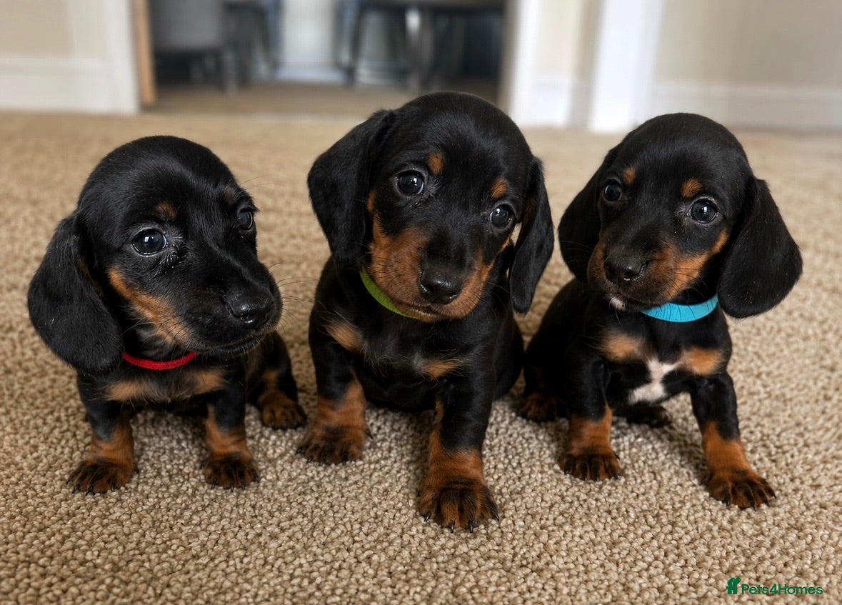 Dachshund dogs 3 Beautiful Dachshund Puppies Left - Advert 10