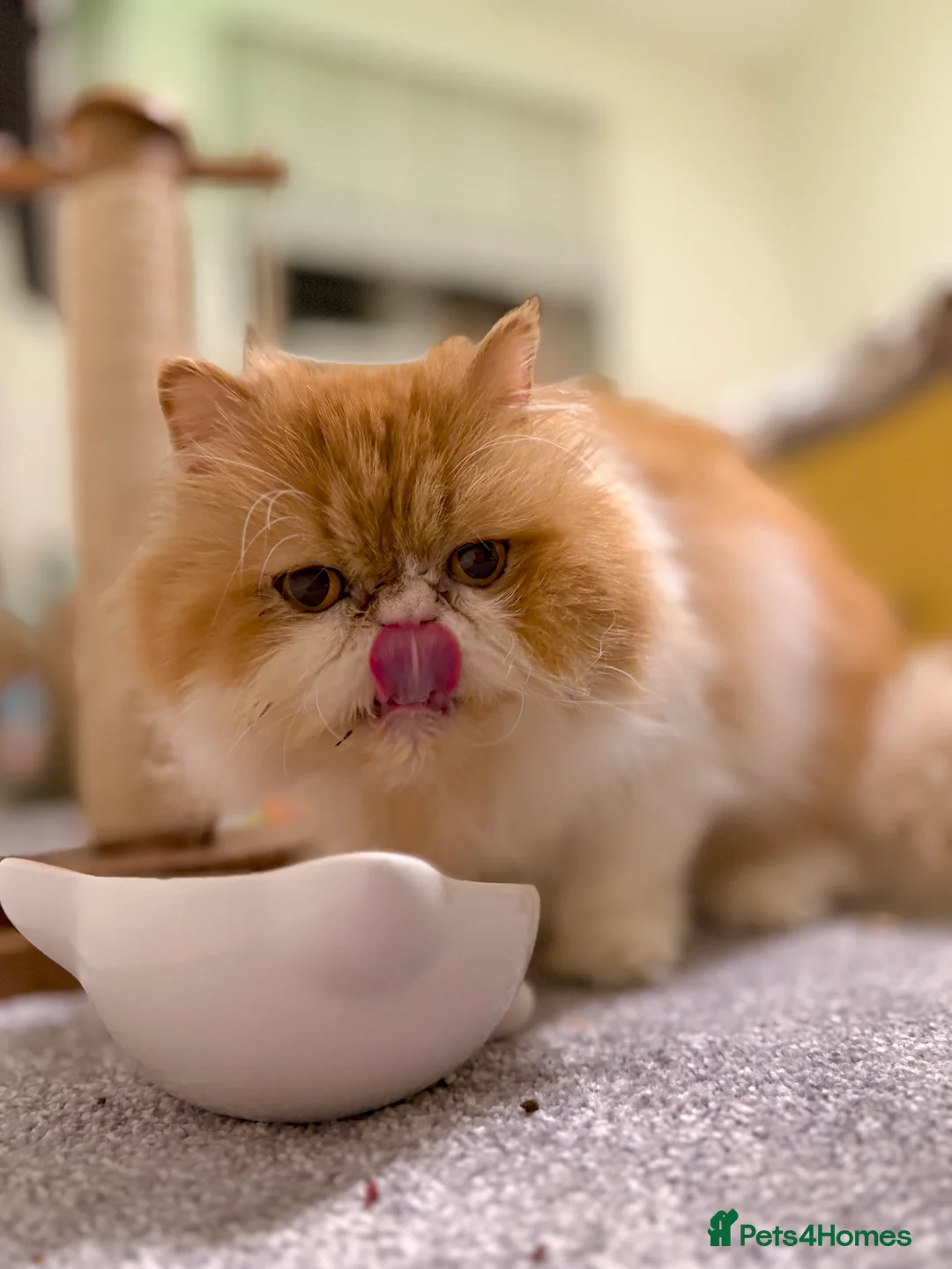 Persian cats for sale: Beautiful long hair bicolour white/red Persian boy - Advert 3