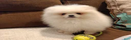 Pomeranian dogs for sale: Pom pupie girl with Kc reg , pedigree for sale - Advert 7