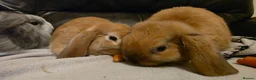 Mini Lop rabbits for sale: Mini lop x mini lion lop babies available now - Advert 12