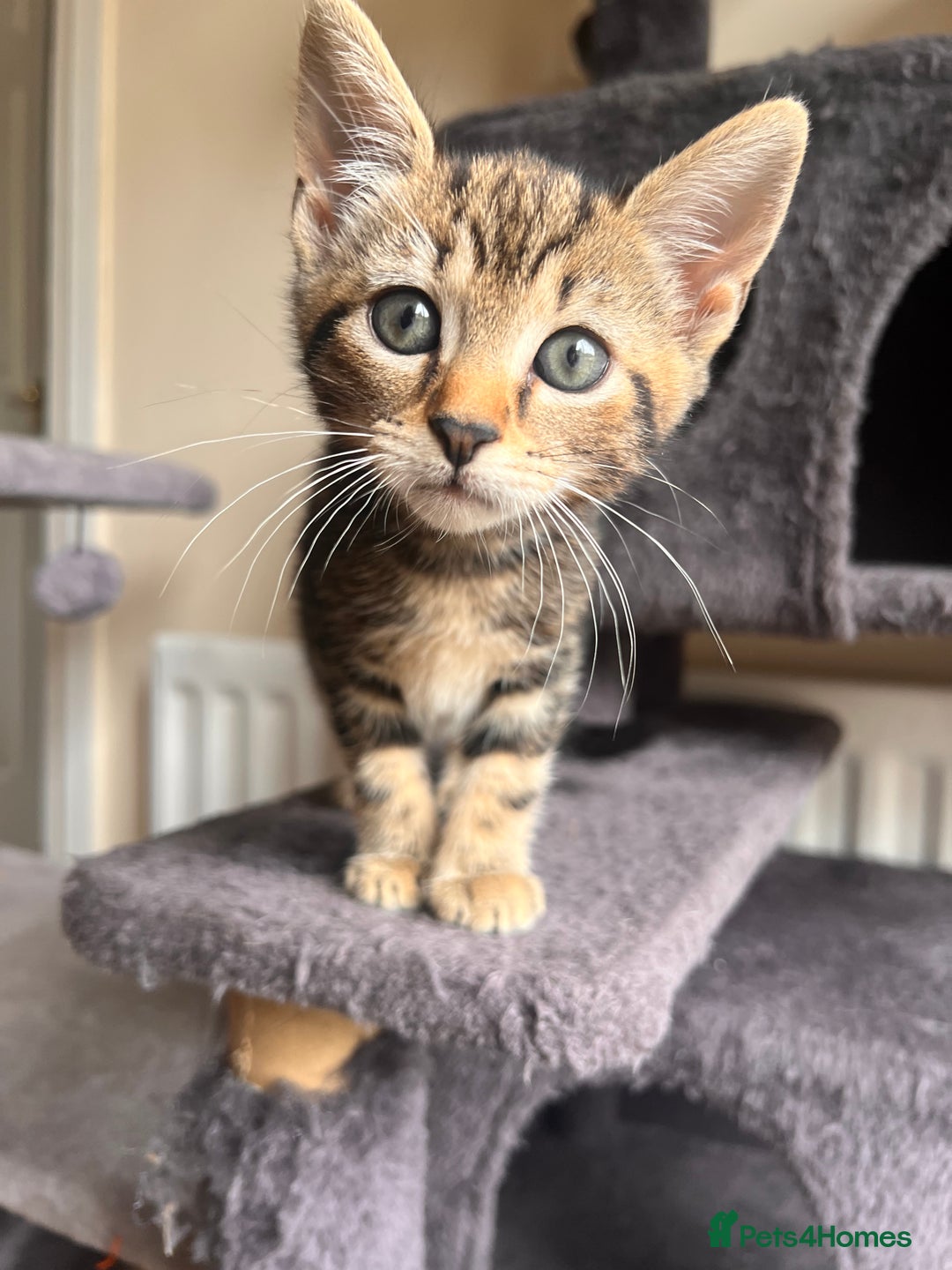 Toyger cats for sale: Adorable kitten  - Image 21
