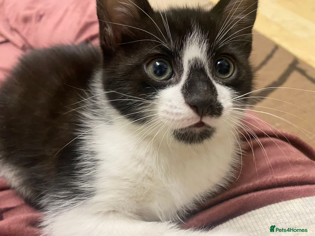 Mixed Breed cats for sale: Cute kittens  - Advert 1