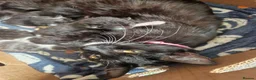 Mixed Breed cats for sale: Kittens - Advert 1
