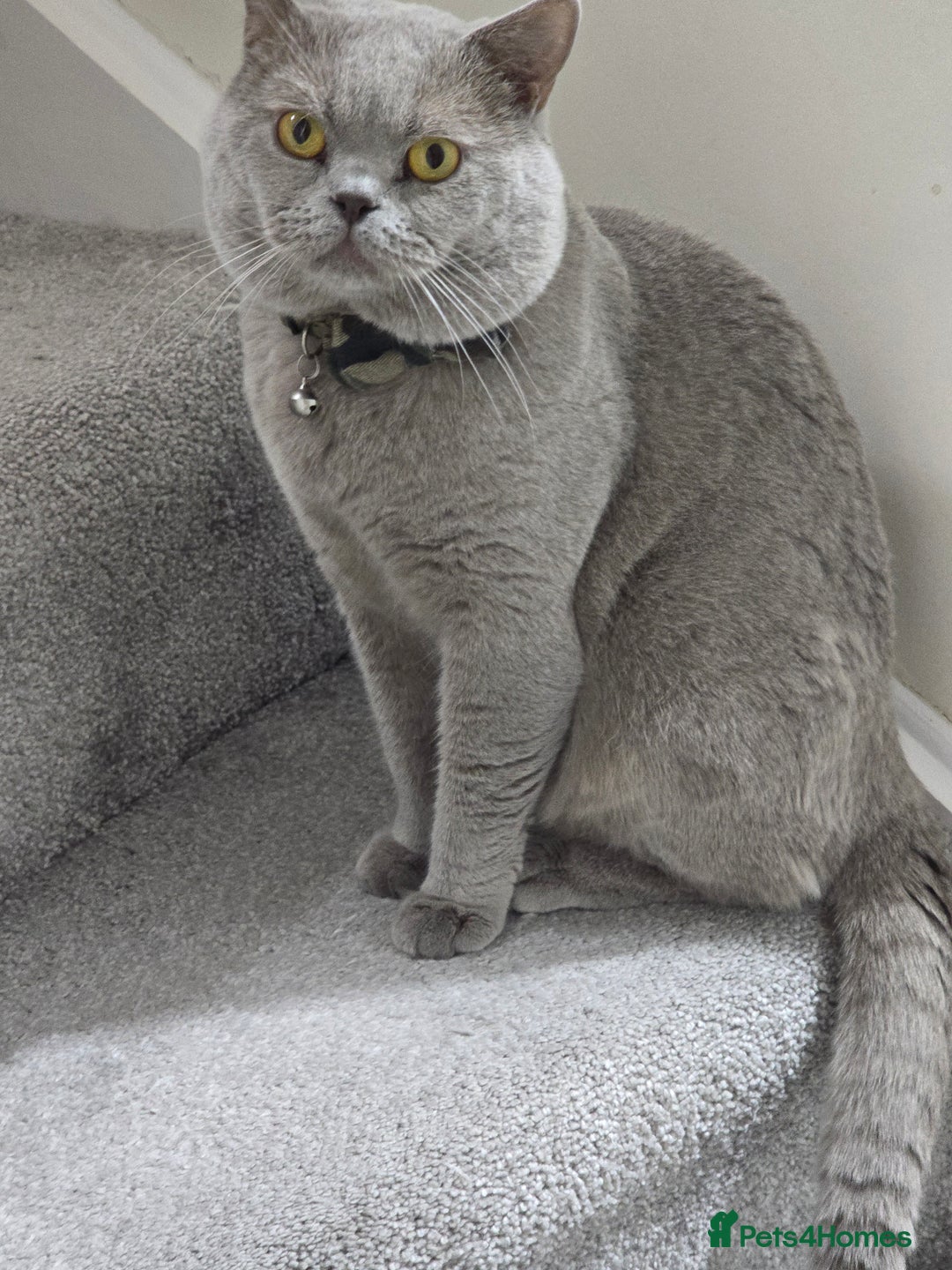 British Shorthair cats for sale: GCCF registered ACTIVE STUD british short hair - Advert 5