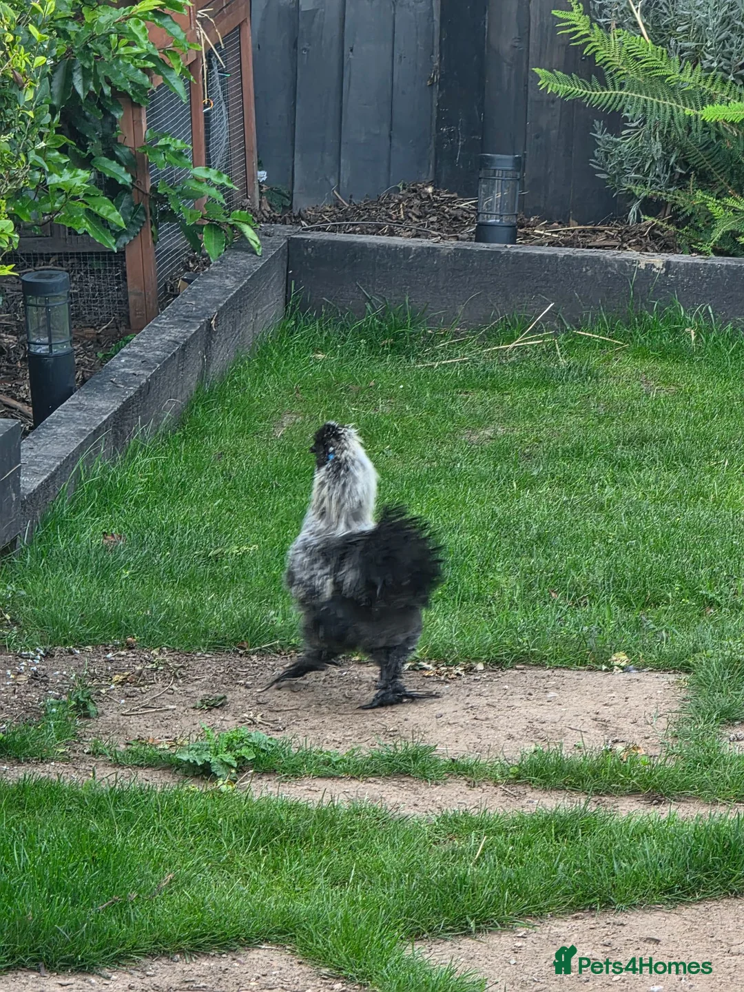 Chickens poultry for sale: Free silkie rooster  in Ilkeston - Advert 3
