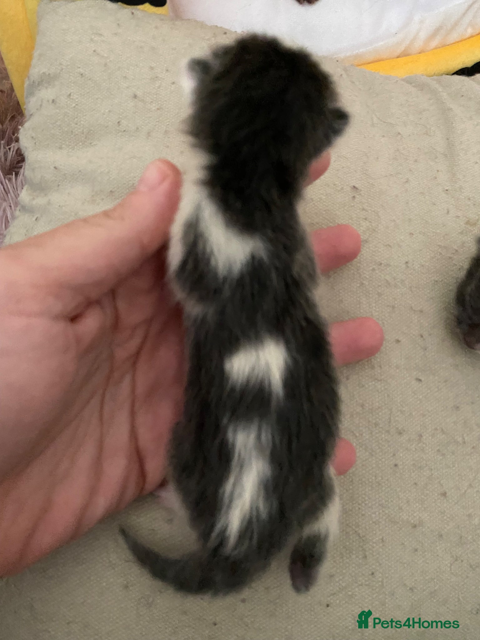 Mixed Breed cats for sale: 6 beautiful kittens - Advert 12