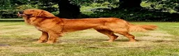 Golden Retriever dogs for sale: KC Registered Dark Red Golden Retriever Puppies - Advert 6