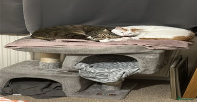 Mixed Breed cats - Advert 14