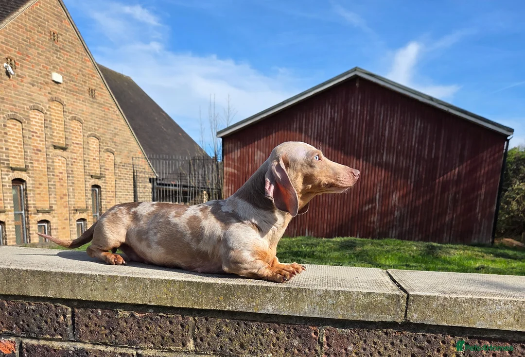 Miniature Dachshund dogs for sale: Retirement home required for our precious Marlene - Advert 2
