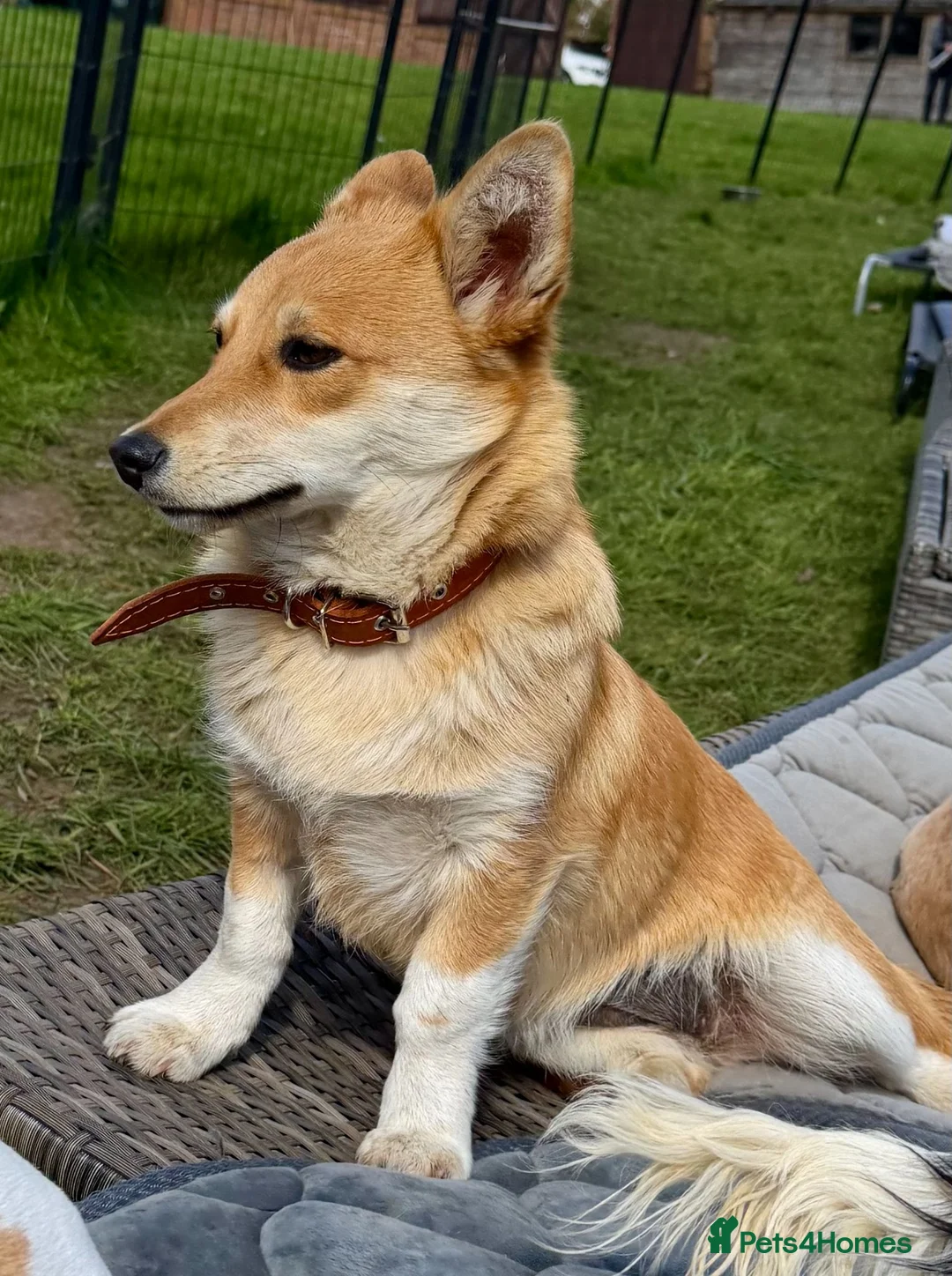 Welsh Corgi Cardigan dogs for adoption: Britney – Female Welsh Corgi - Advert 7