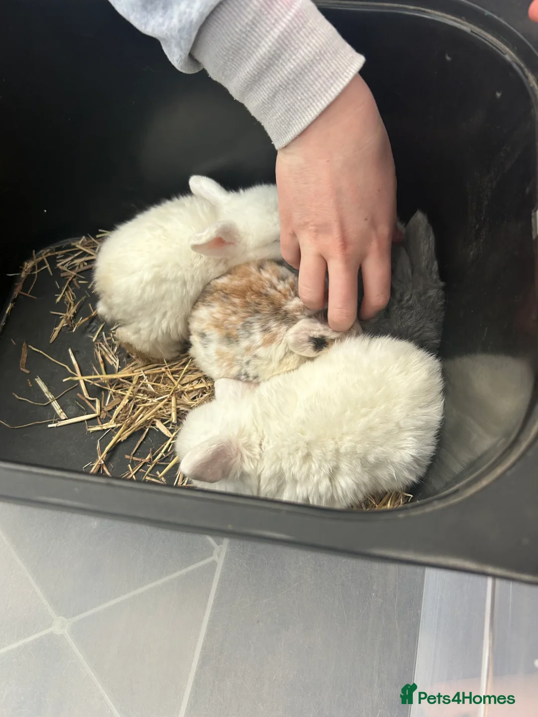 Mini Lop rabbits for sale: Mini Lop Babies - Advert 16