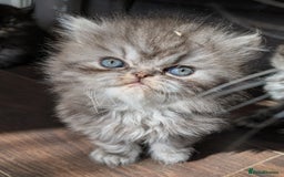 Persian cats for sale: Beautiful Persian kittens  - Image 9