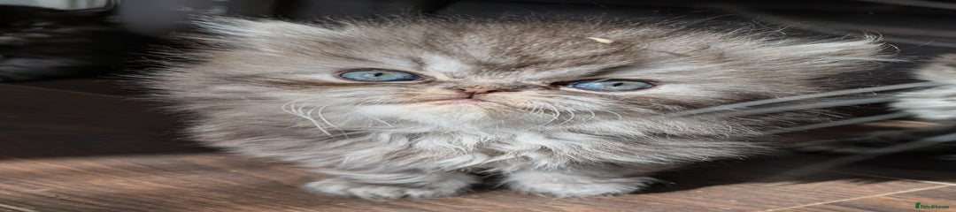 Biscuit 