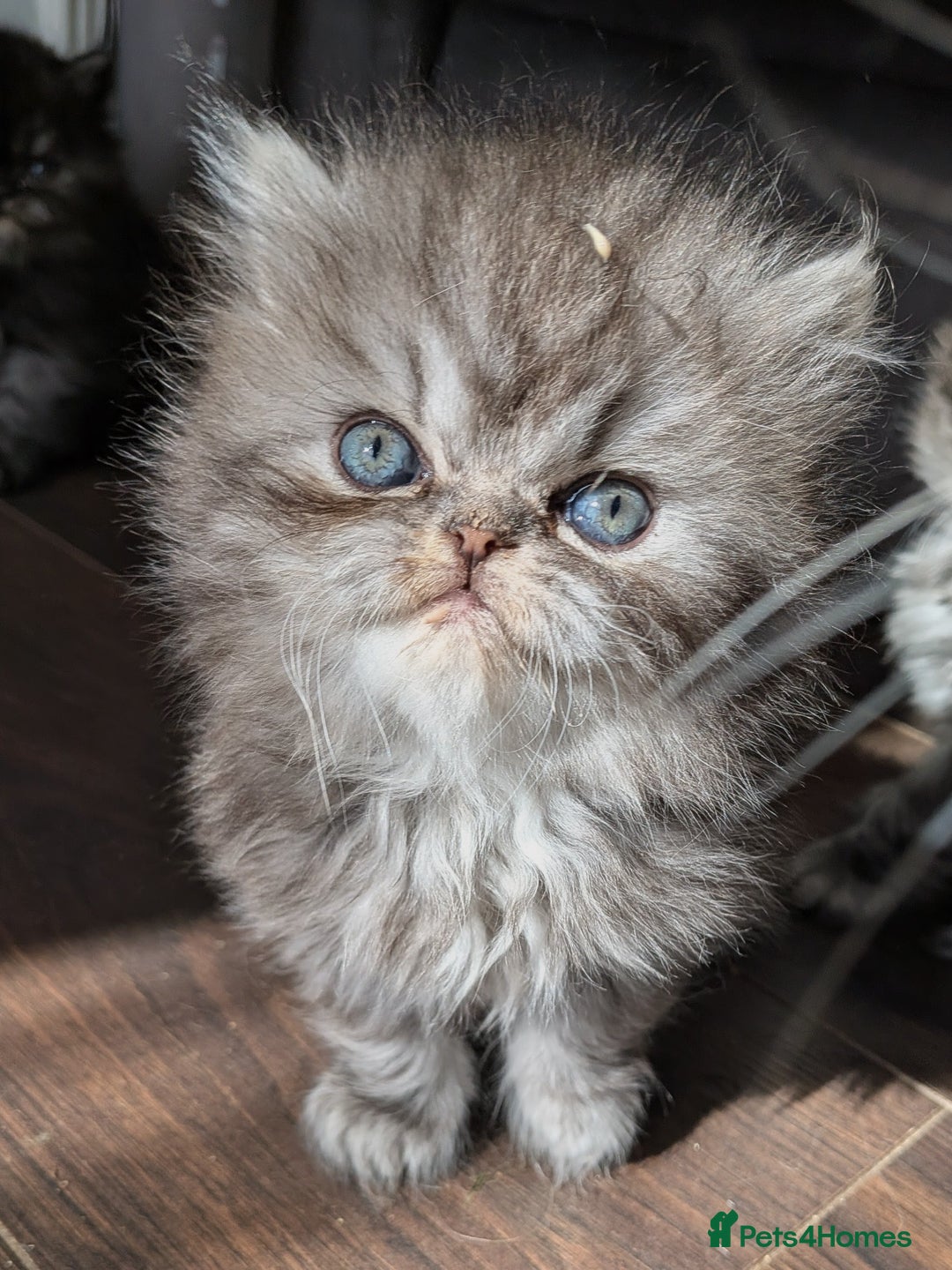 Persian cats for sale: Beautiful Persian kittens  - Image 9