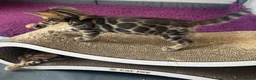 Bengal cats for sale: Pure bred Glitter Coat Bengal Kittens  in Ebbw Vale - Advert 10