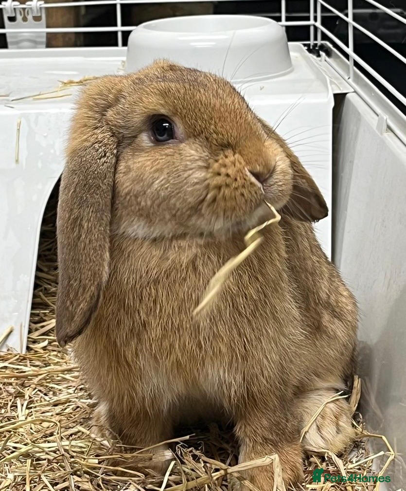 Dwarf Lop rabbits Male Dwarf lop Ready now 🐰♥️🐰  - Advert 1