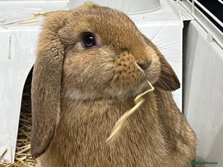 Dwarf Lop rabbits Male Dwarf lop Ready now 🐰♥️🐰 - Advert 1