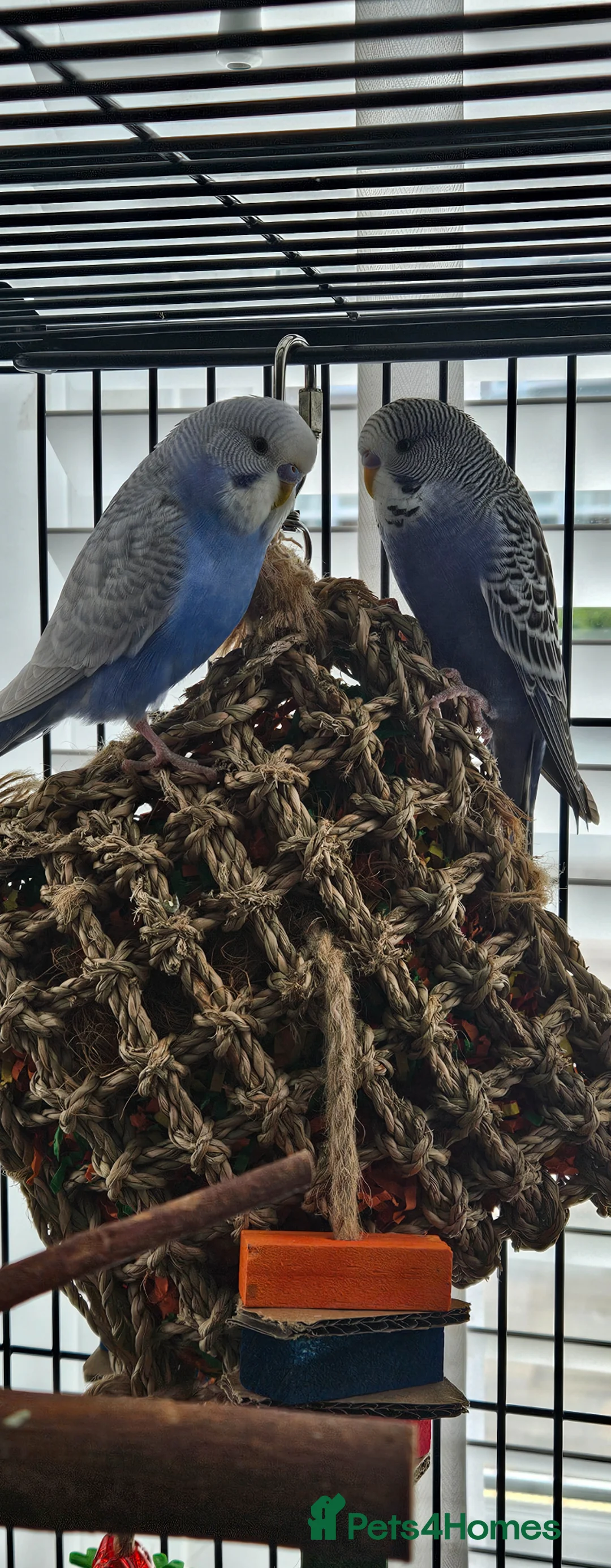 Budgerigars birds for sale: 2 x budgies around 12 to 15 weeks old - Advert 2