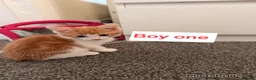 British Shorthair cats for sale: Mixed litter kittens - Advert 8