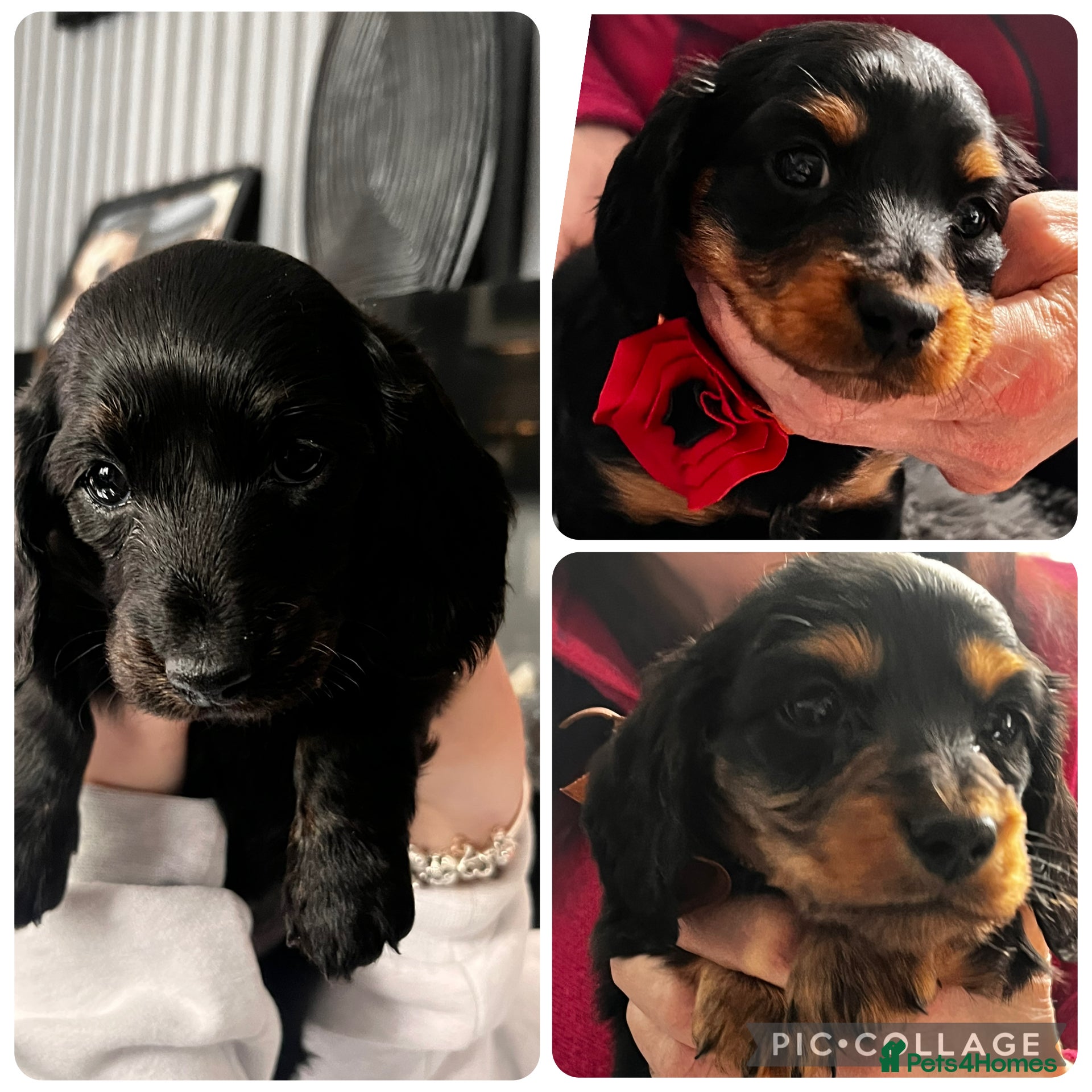 Miniature Dachshund dogs Longhaired miniature dachshund pups - Advert 9
