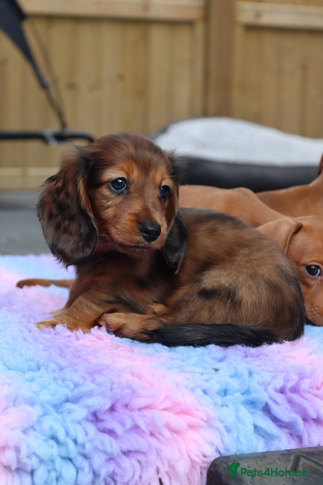 Miniature Dachshund dogs for sale: Russian Miniature longhaired dachshund males - Image 14