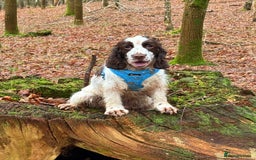 Cocker Spaniel dogs for sale: KC show cocker spaniel girl  - Image 4