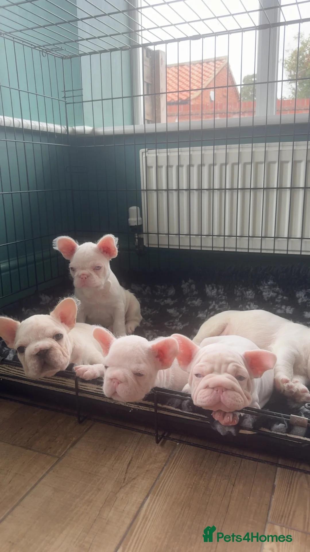 French Bulldog dogs for sale: French bulldog puppies- Ready to leave  in York - Advert 1