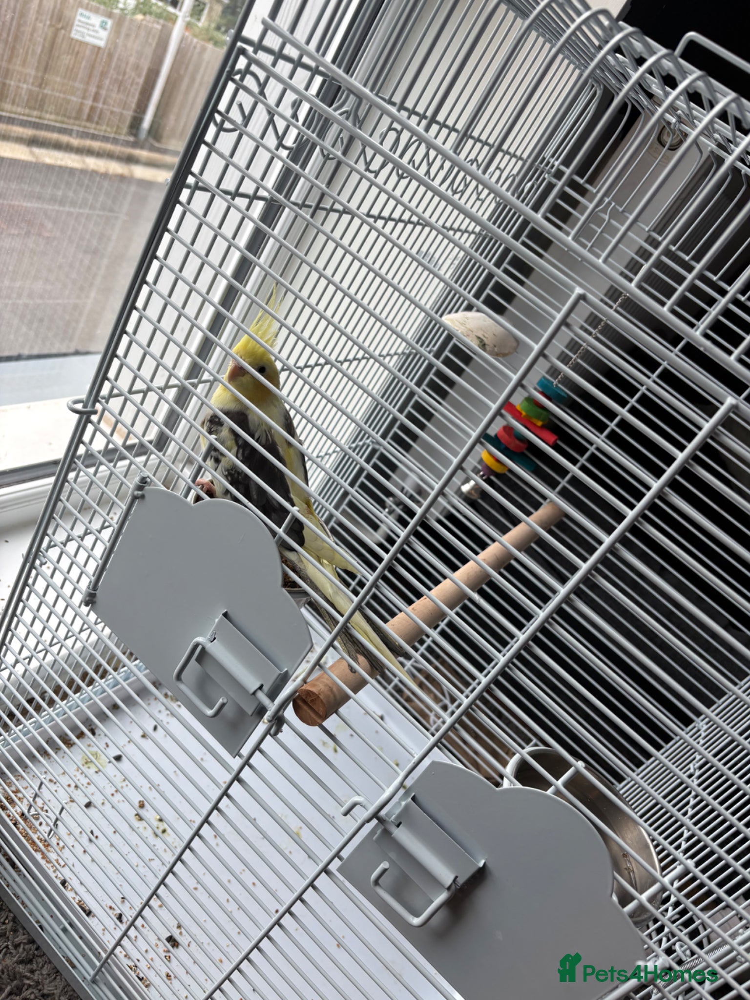 Cockatiels birds Cockatiel - Advert 1