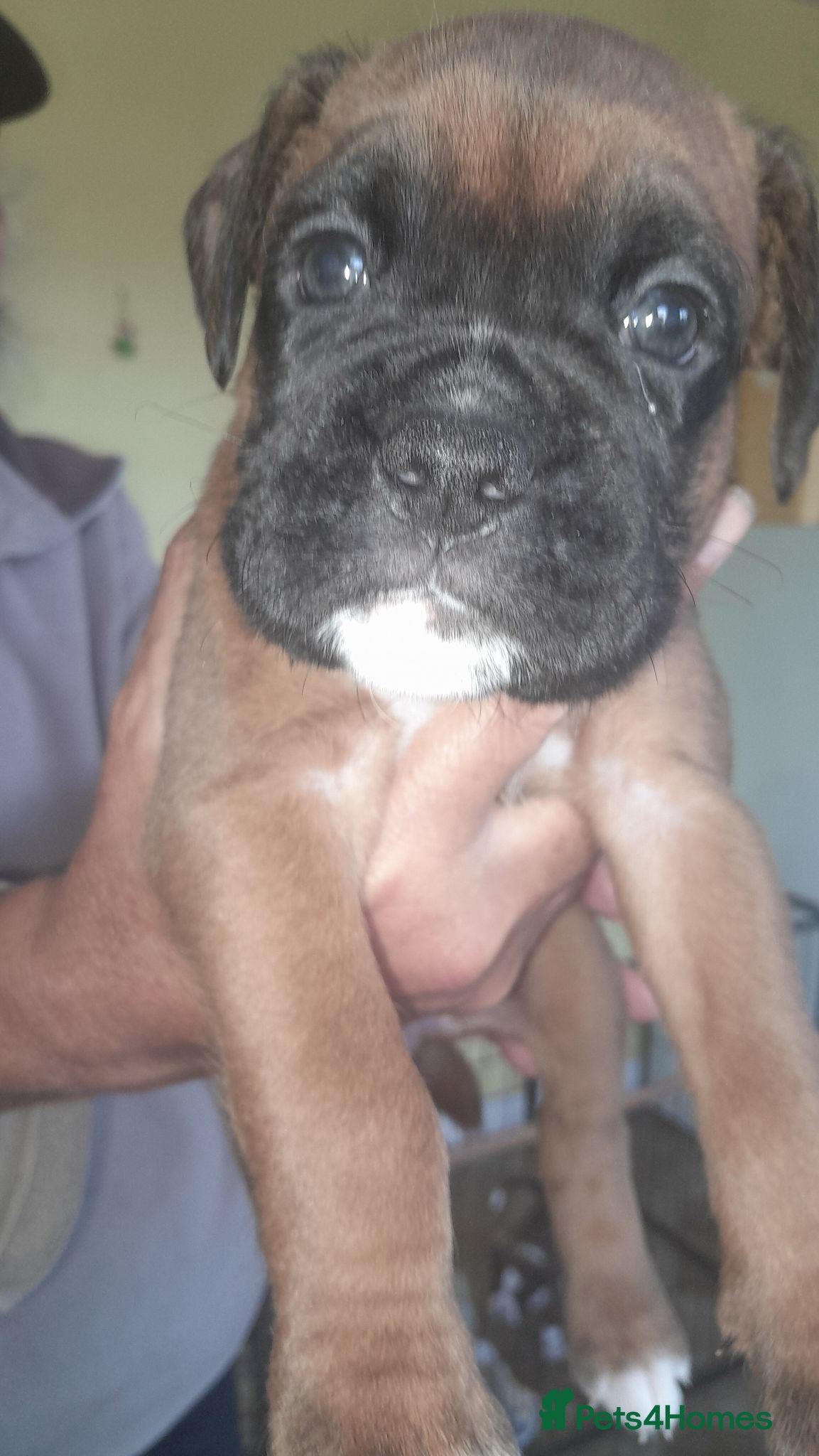 Boxer dogs Boxer puppies  - Advert 7