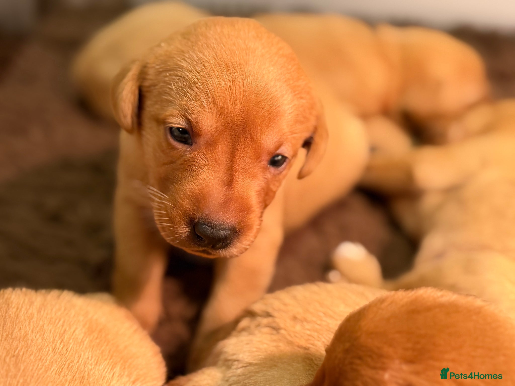 Labrador Retriever dogs for sale: Fox Red KC Reg labrador puppies PL14 - Advert 1