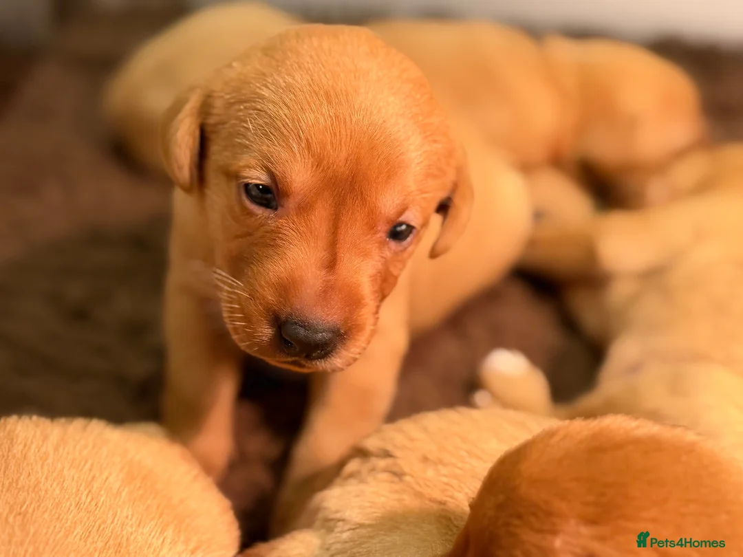 Labrador Retriever dogs for sale: Fox Red KC Reg labrador puppies PL14 - Advert 1
