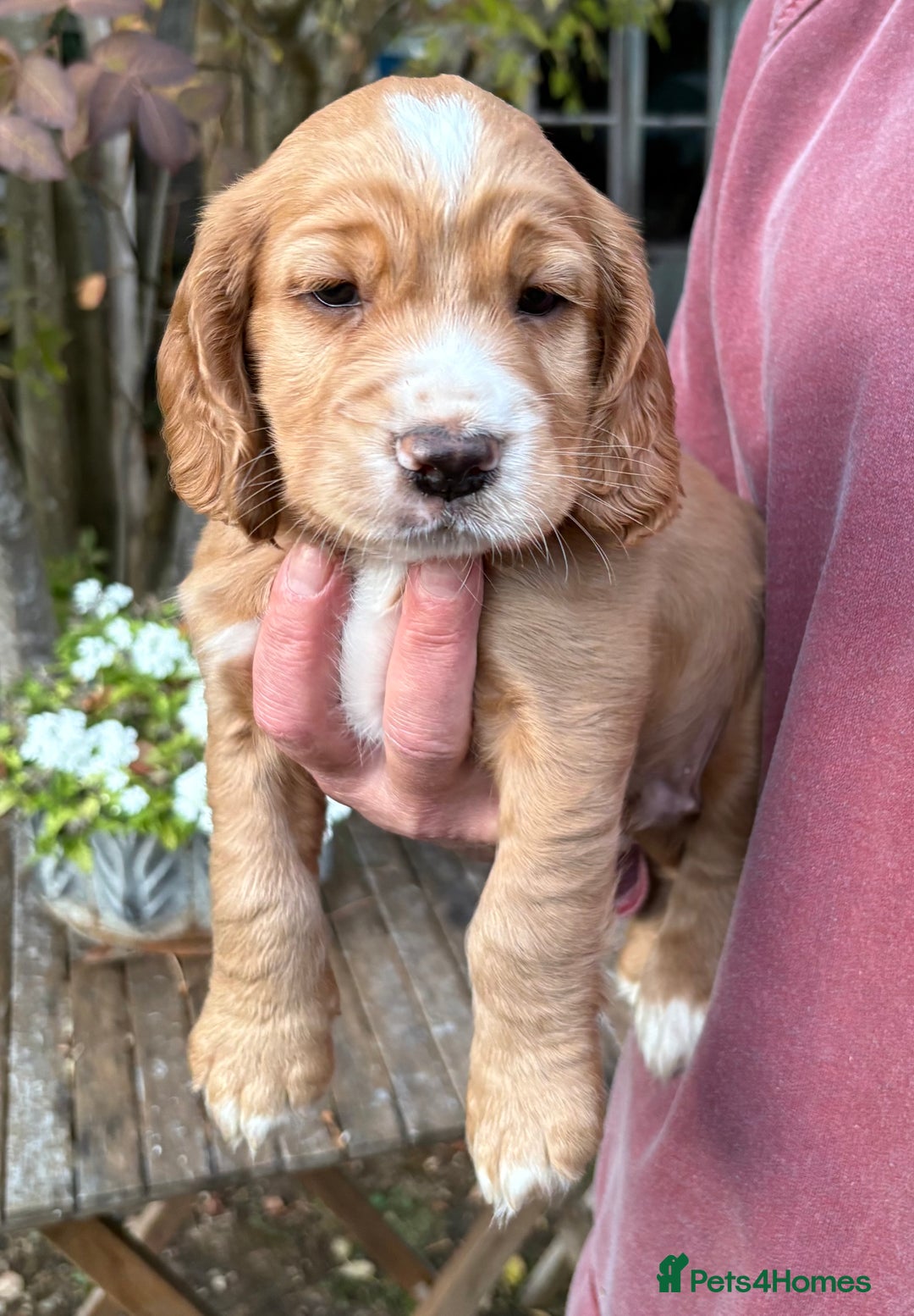Cocker Spaniel dogs for sale: 3 Working Cocker boy puppies for sale - Image 4