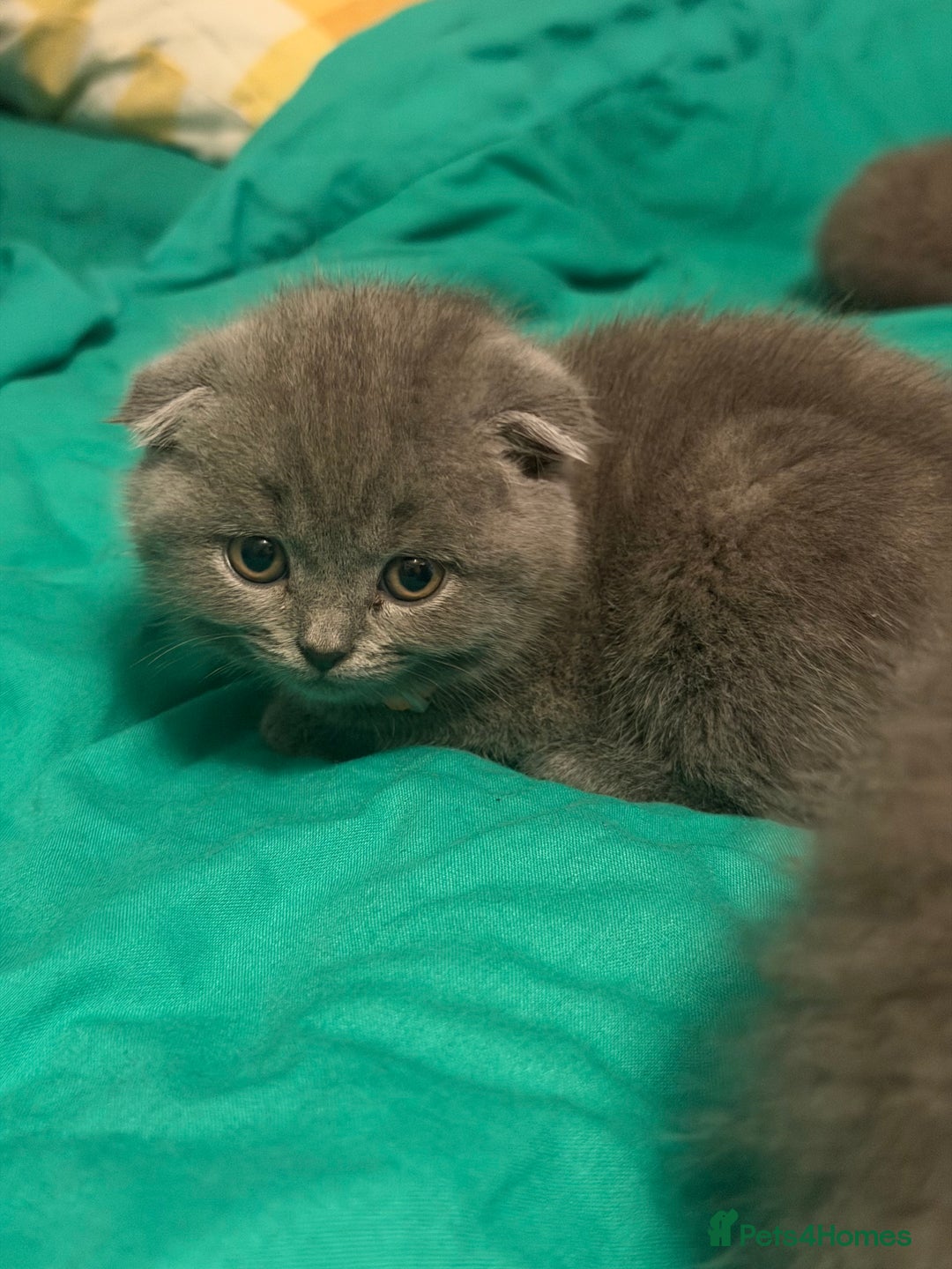 Scottish Fold cats for sale: Scottish fold kittens - Advert 4