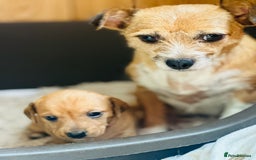 Mixed Breed dogs for sale: Sisters  - Image 8
