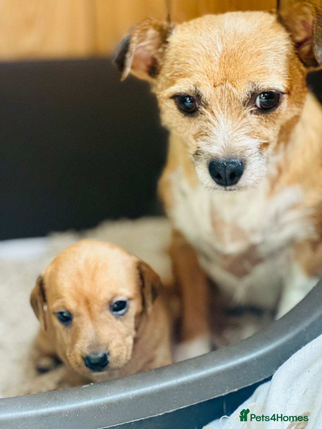 Mixed Breed dogs for sale: Sisters  - Image 8