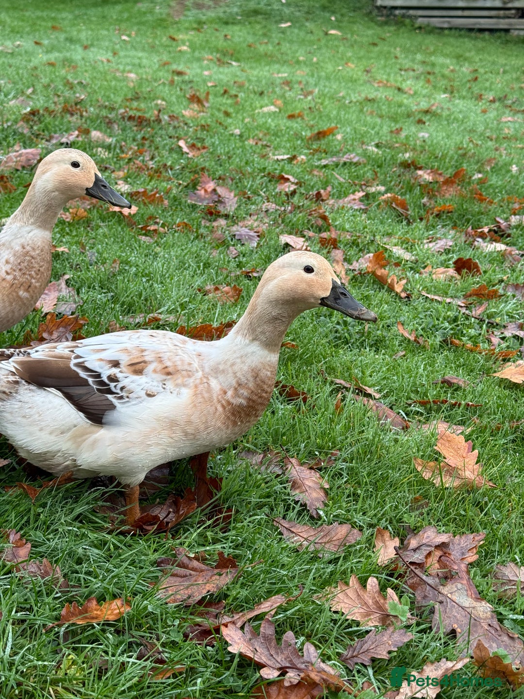 Ducks poultry for sale: Welsh Harlequin Ducks - Image 4