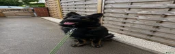 German Shepherd dogs for sale: 9 month German Shepherd for Rehome - Advert 4