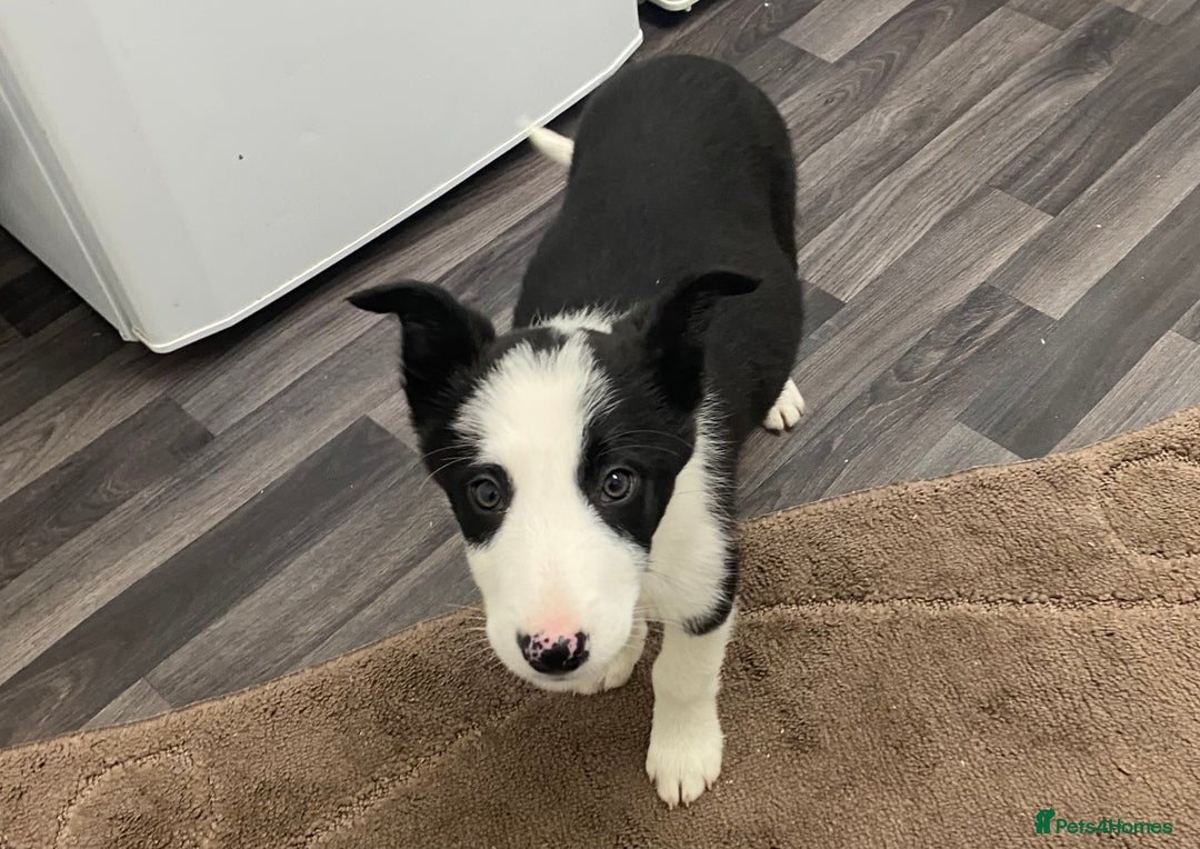 Mixed Breed dogs for sale: husky x pointer puppies  - Advert 5