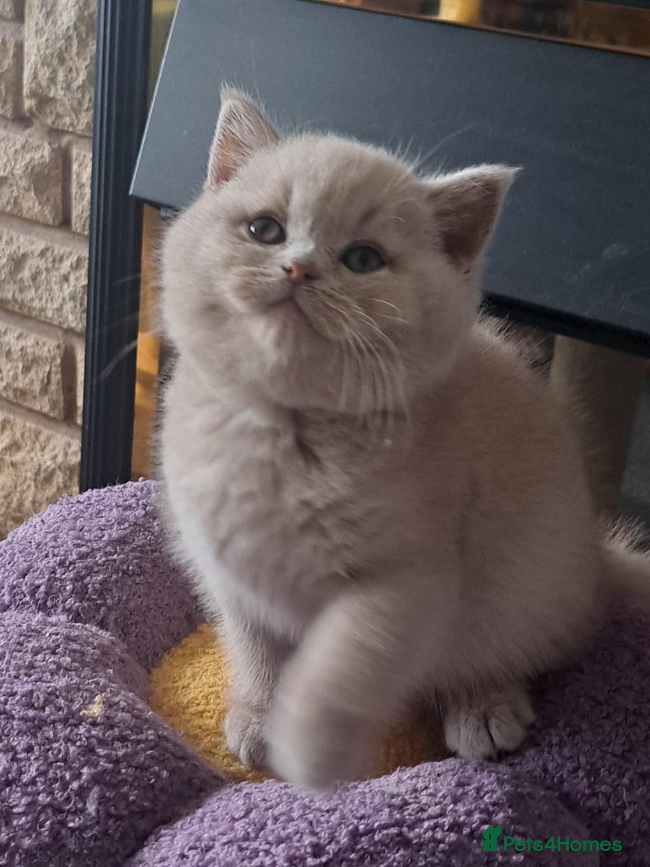 British Shorthair cats Top Quality purebreed BSH kittens - Advert 1