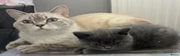 British Shorthair cats for sale: Beautiful British Shorthair kittens - Advert 25