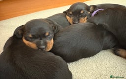 Miniature Dachshund dogs for sale: Beautiful litter of Black & Tan mini dachshunds - Image 3