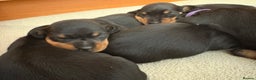Miniature Dachshund dogs for sale: Beautiful litter of Black & Tan mini dachshunds - Advert 4