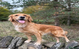 Golden Retriever dogs for sale: Confirmed litter of KC Golden Retriever puppies - Image 13