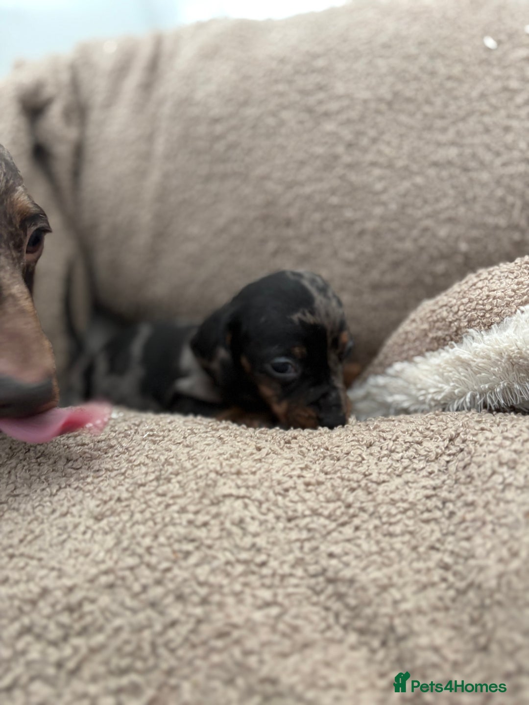 Miniature Dachshund dogs for sale: 3 Miniature dachshunds ⭐️1 GIRL, 2 BOYS⭐️ - Advert 9