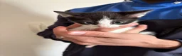 Mixed Breed cats for sale: 5 kittens ready for a loving home in Stoke-on-Trent - Advert 6
