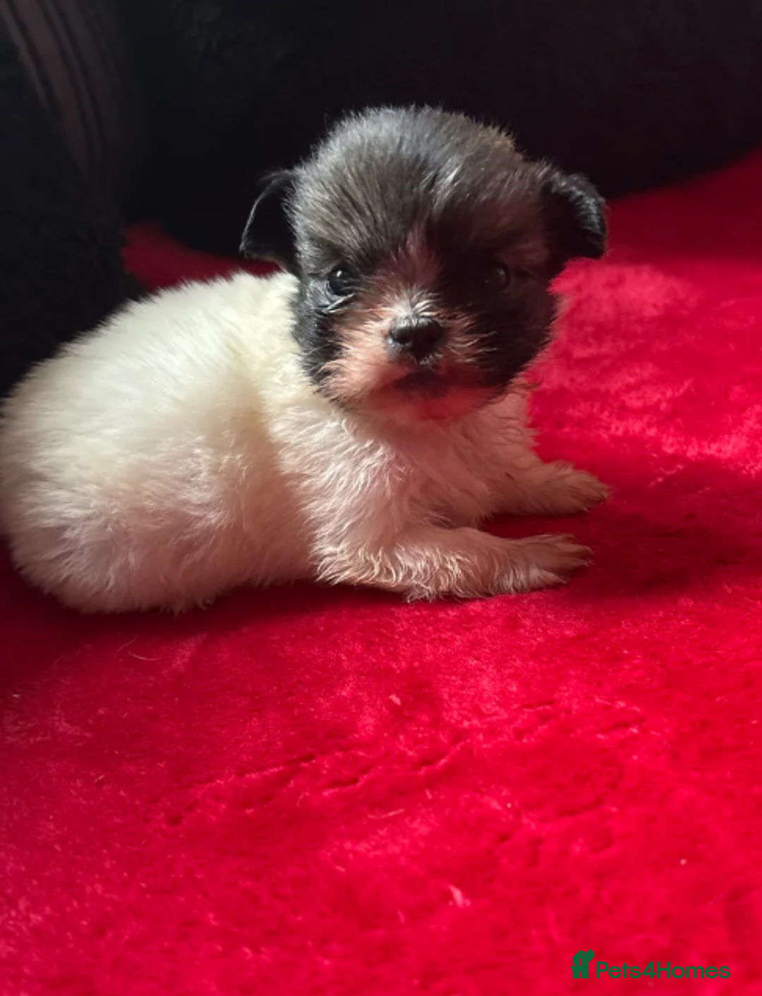 Shih Tzu dogs for sale: Shih Tzu - Advert 8