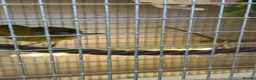 Canaries birds for sale: FIFE CANARY'S - Advert 12